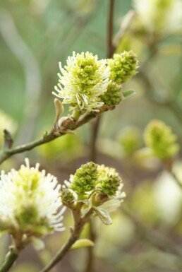 Fothergilla major busk 60-80 cm