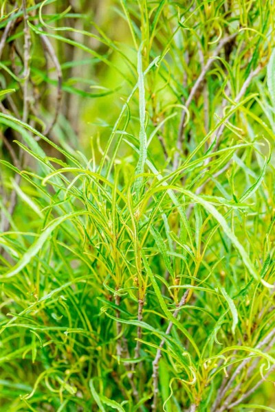 Frangula alnus 'Fine Line' busk 60-80 cm