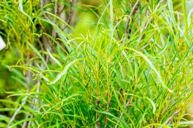 Frangula alnus 'Fine Line' busk 60-80 cm