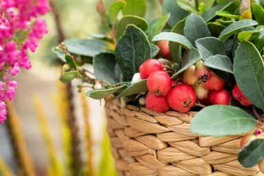 Gaultheria procumbens busk 15-20 cm