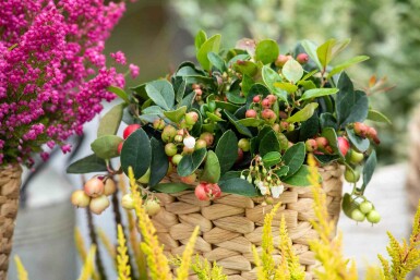 Gaultheria procumbens busk 15-20 cm