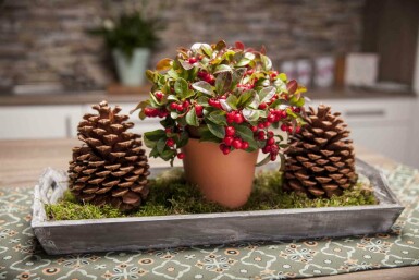 Gaultheria procumbens busk 15-20 cm