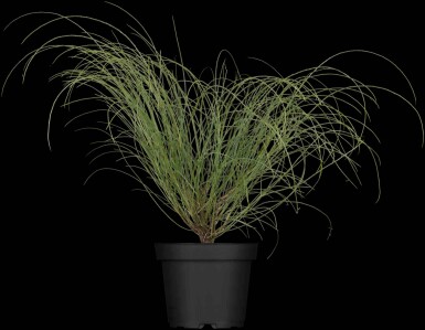 Genista lydia busk 20-30 cm