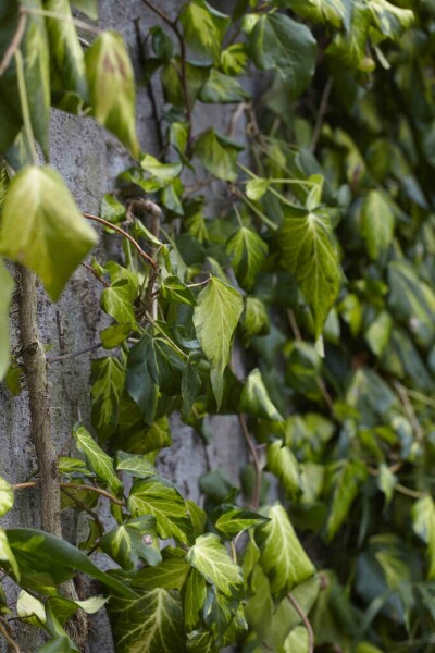 Hedera colchica 'Fall Favourite' busk 30-40 cm