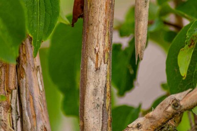 Heptacodium miconioides busk 150-175 cm