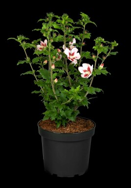 Hibiscus syriacus 'Hamabo' busk 60-80 cm
