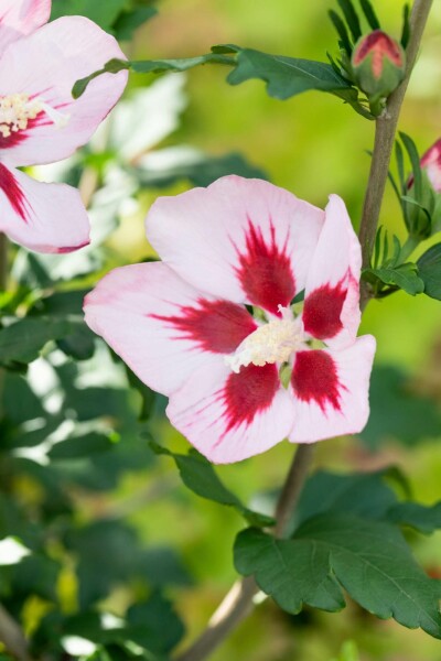 Hibiscus syriacus 'Hamabo' busk 80-100 cm