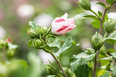 Hibiscus syriacus 'Hamabo' busk 80-100 cm