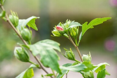 Hibiscus syriacus 'Hamabo' busk 80-100 cm