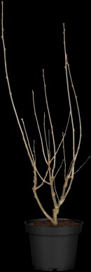 Hibiscus syriacus 'Hamabo' busk 80-100 cm