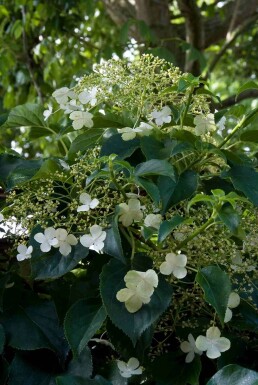 Hydrangea anomala subsp. petiolaris busk 80-100 cm