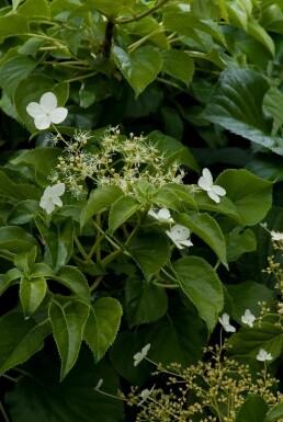 Hydrangea anomala subsp. petiolaris busk 80-100 cm