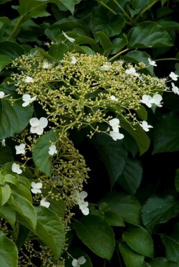 Hydrangea anomala subsp. petiolaris busk 100-125 cm