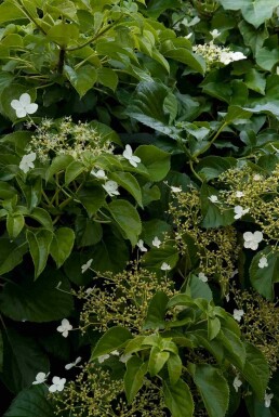 Hydrangea anomala subsp. petiolaris busk 100-125 cm