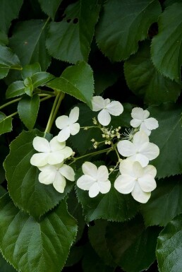 Hydrangea anomala subsp. petiolaris busk 100-125 cm