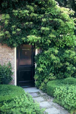 Hydrangea anomala subsp. petiolaris busk 100-125 cm