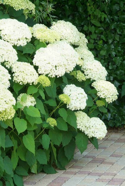 Hydrangea arborescens 'Annabelle' busk 50-60 cm
