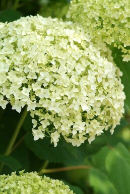 Hydrangea arborescens 'Annabelle' busk 50-60 cm
