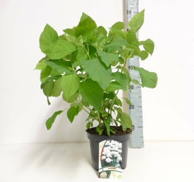Hydrangea arborescens 'Annabelle' busk 60-80 cm