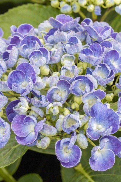 Hydrangea macrophylla 'Ayesha' busk 40-60 cm