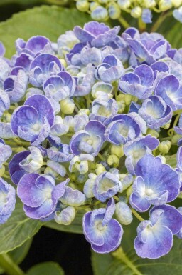 Intet billede tilgængeligt