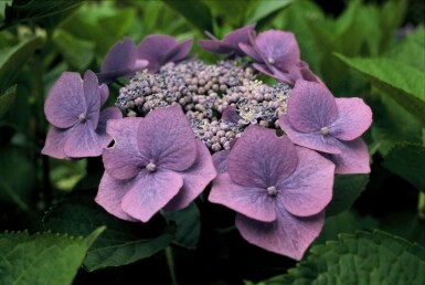 Hydrangea macrophylla 'Blaumeise' busk 60-80 cm