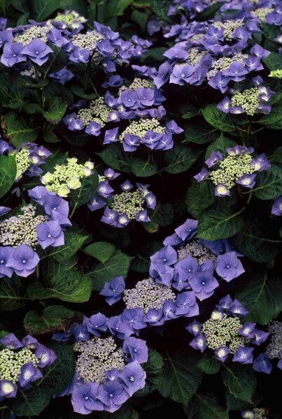 Hydrangea macrophylla 'Blaumeise' busk 80-100 cm