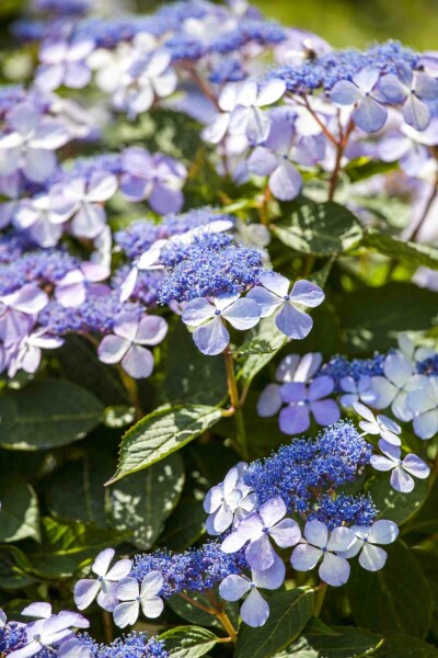 Hydrangea macrophylla 'Bodensee' busk 60-80 cm