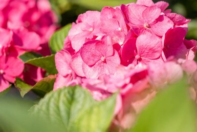 Hydrangea macrophylla 'Bouquet Rose' busk 80-100 cm