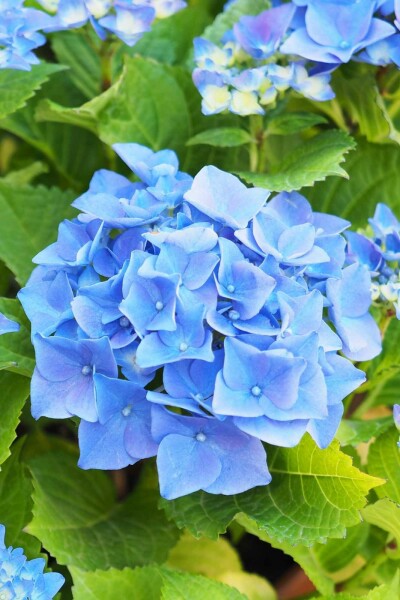 Hydrangea macrophylla 'Nikko Blue' busk 40-50 cm