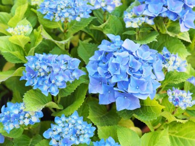 Hydrangea macrophylla 'Nikko Blue' busk 80-100 cm