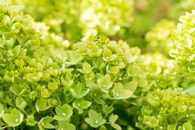 Hydrangea paniculata 'Limelight' busk 40-50 cm