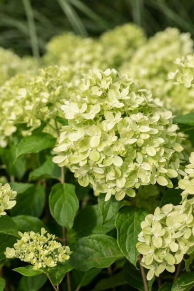 Hydrangea paniculata 'Limelight' busk 50-60 cm
