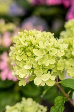 Hydrangea paniculata 'Limelight' busk 50-60 cm