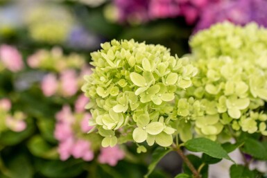 Hydrangea paniculata 'Limelight' busk 50-60 cm