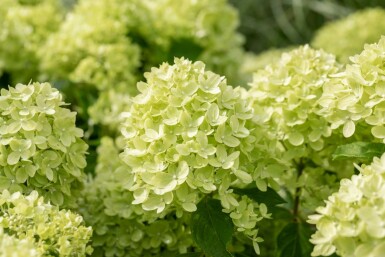 Hydrangea paniculata 'Limelight' busk 50-60 cm