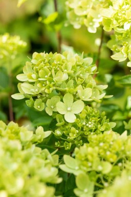 Hydrangea paniculata 'Limelight' busk 50-60 cm