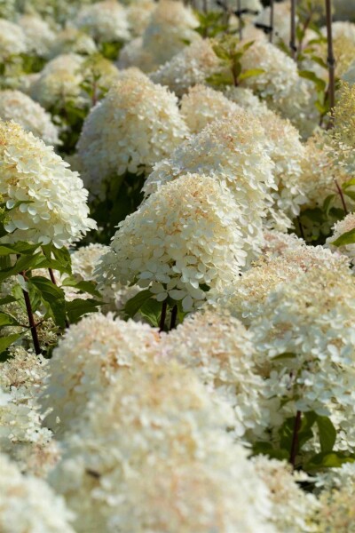 Hydrangea paniculata 'Phantom' busk 60-80 cm