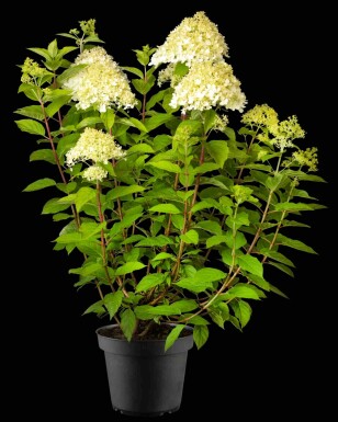 Hydrangea paniculata 'Phantom' busk 60-80 cm