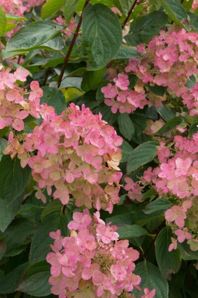 Hydrangea paniculata 'Pink Diamond' busk 40-60 cm