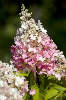 Hydrangea paniculata 'Pinky Winky' busk 40-50 cm