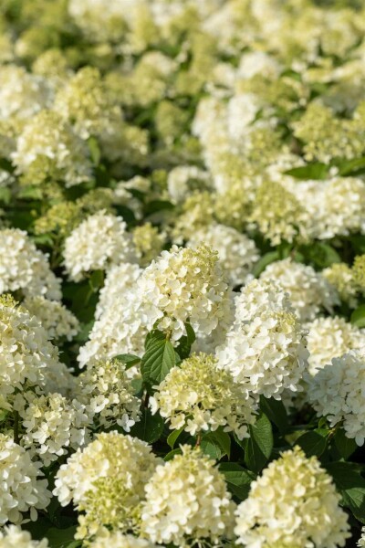 Hydrangea paniculata 'Skyfall' busk 30-40 cm