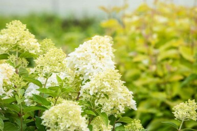 Hydrangea paniculata 'Skyfall' busk 30-40 cm