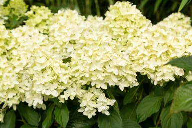 Hydrangea paniculata 'Skyfall' busk 40-50 cm