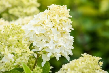 Hydrangea paniculata 'Skyfall' busk 60-80 cm