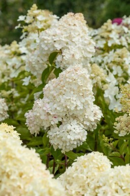 Hydrangea paniculata 'Vanille Fraise' busk 40-60 cm
