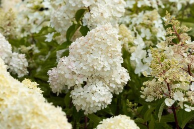 Hydrangea paniculata 'Vanille Fraise' busk 60-80 cm