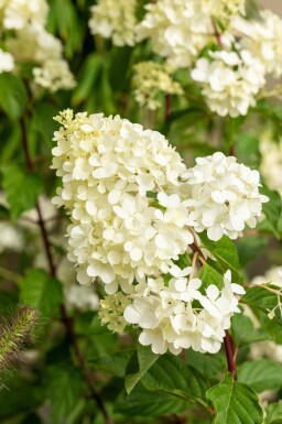 Hydrangea paniculata 'Vanille Fraise' busk 60-80 cm