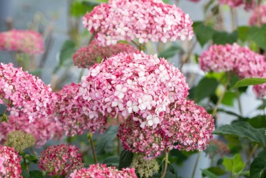 Hydrangea 'Pink Annabelle' busk 30-40 cm