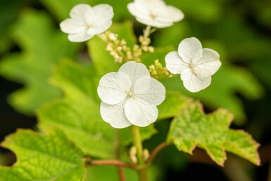 Hydrangea quercifolia 'Ruby Slippers' busk 30-40 cm